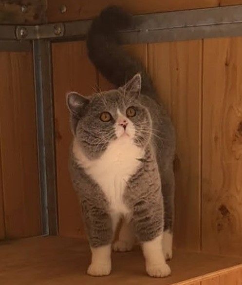 British Shorthair et Longhair - Mdg Ulysse