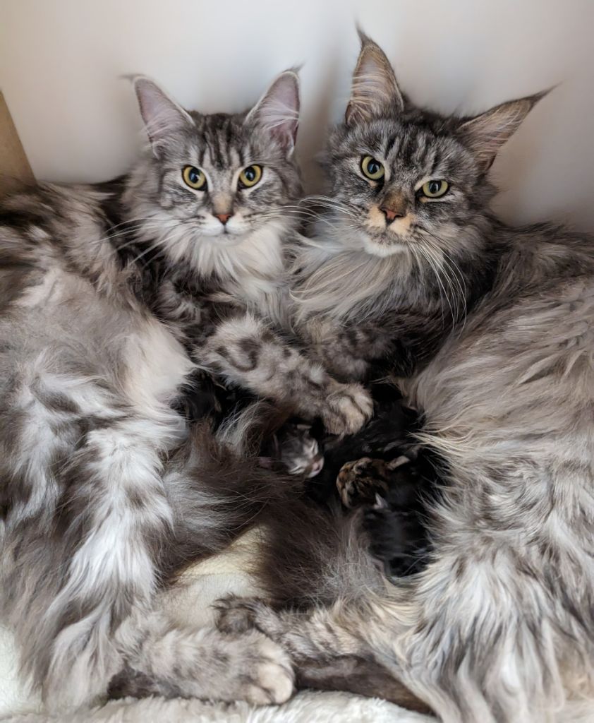 Maine Coon - Tesla de beautycoon