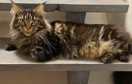 Maine Coon - Onix du pré des coudres