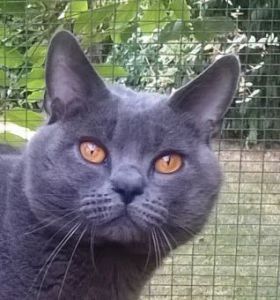 Chartreux - CH. Loric de la chabanade