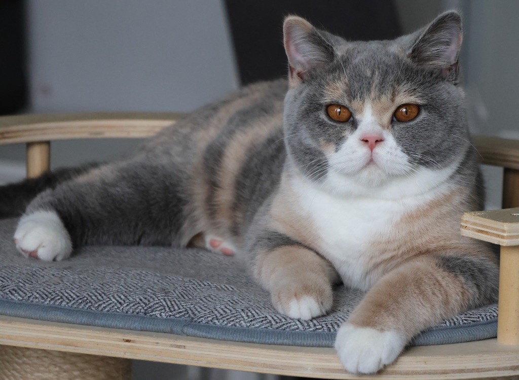 Les British Shorthair et Longhair de l'affixe de l'aventura