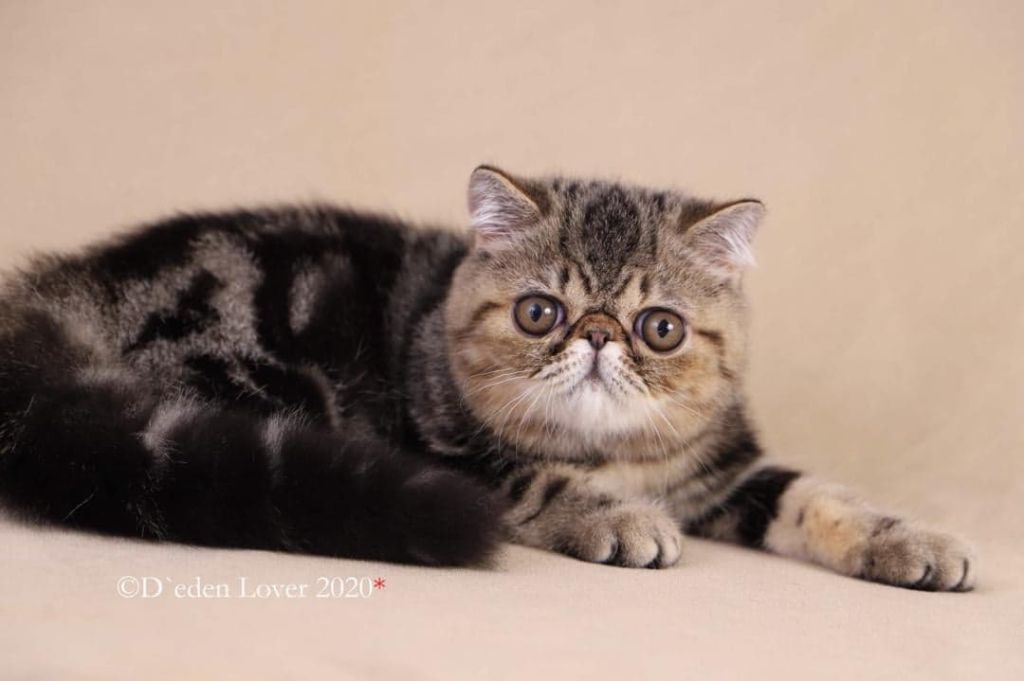 Exotic Shorthair - d 'eden lover R'norine