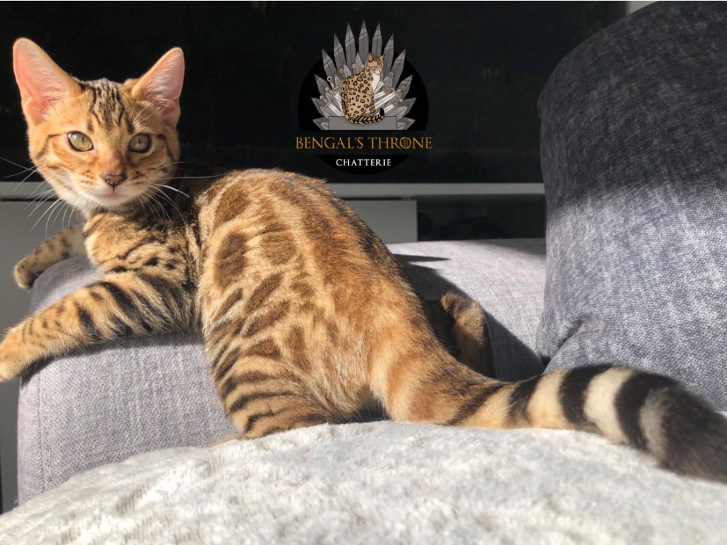 Reign of fire De Bengal’s Throne