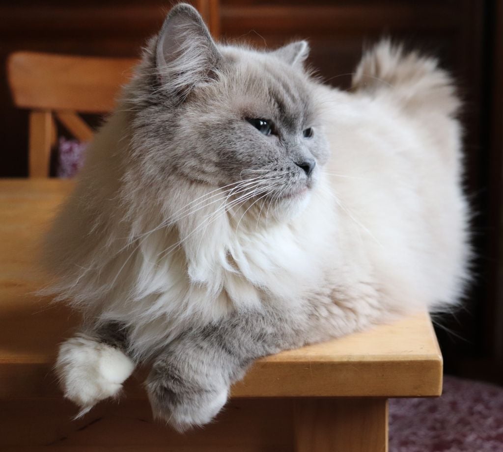 Ragdoll - Siberia Du Palais De Muzy