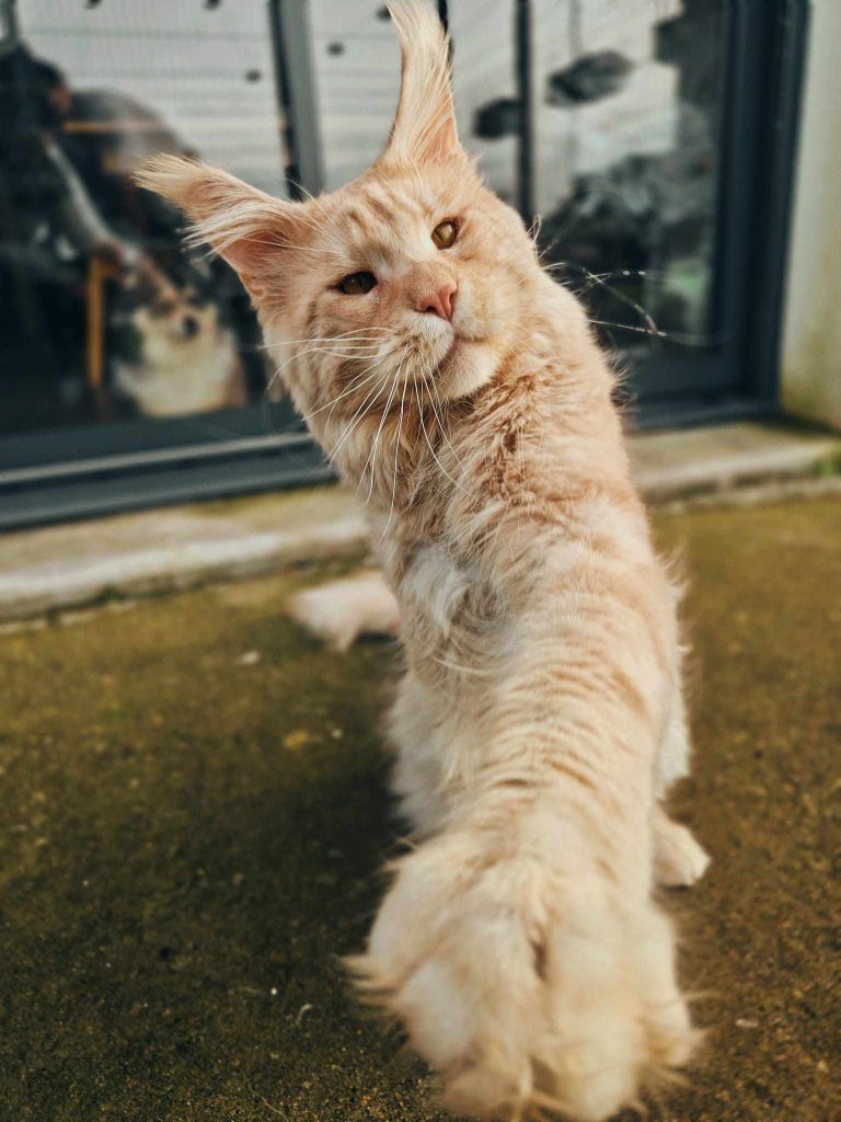 Maine Coon - Taeko of wilgoma's coon