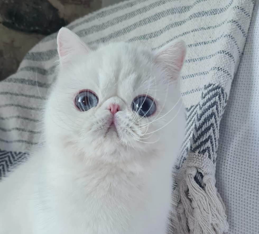 Exotic Shorthair - Stars Provence's Talulah