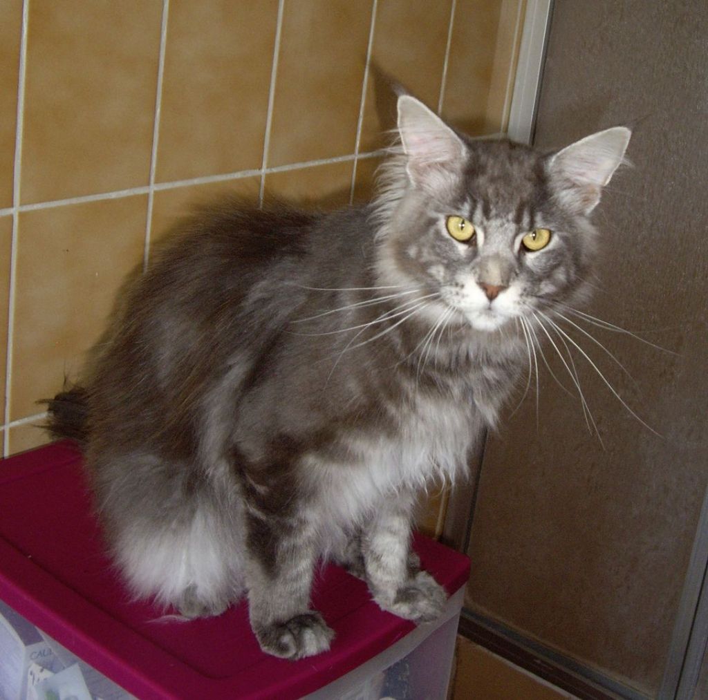 Maine Coon - Lee roy du grand brehal