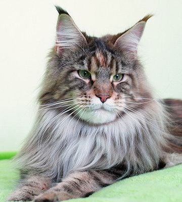 Maine Coon - pillowtalk's French kiss