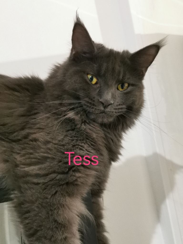 Maine Coon - Tess Des joyeux félins