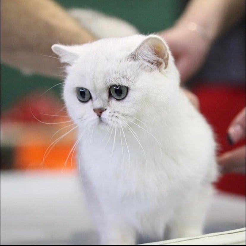 British Shorthair et Longhair - CH. Ee*freya devianti