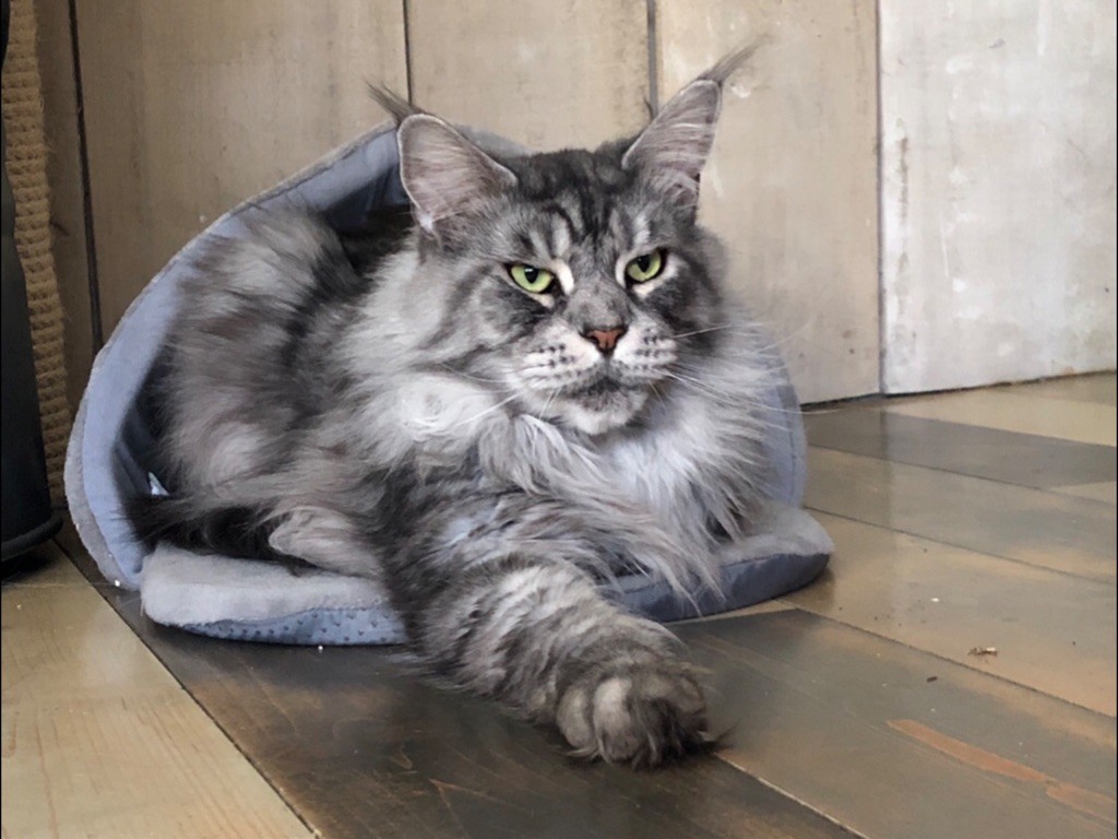 Maine Coon - Iloa de la baie des coons