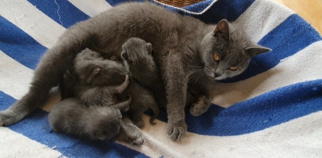 de l'arche bleue REINE MARGAUX