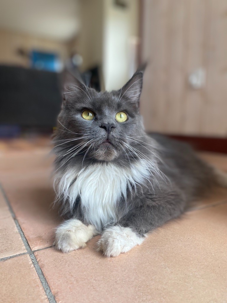 Maine Coon - Reverie blue des coons de guyenne