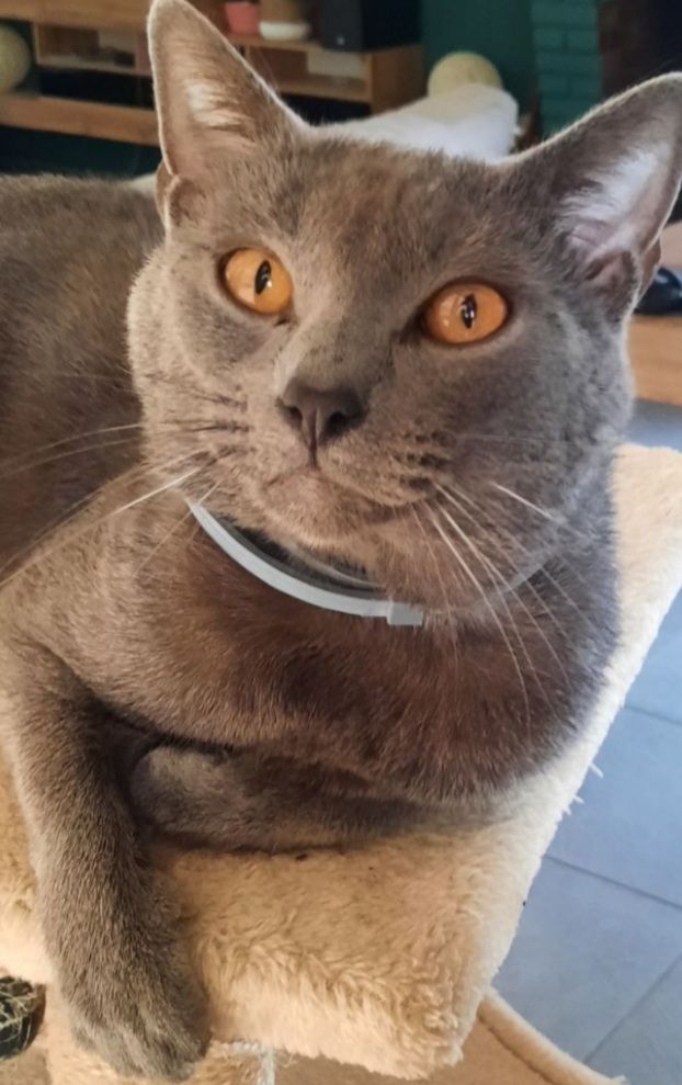 Les Chartreux de l'affixe De Light Bleuté