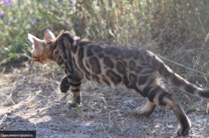 Bengal - Pantherabengals Temptation leopard