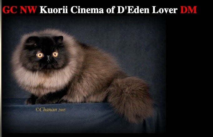 Exotic Shorthair - CH. kuorii Cinema of d'end lover