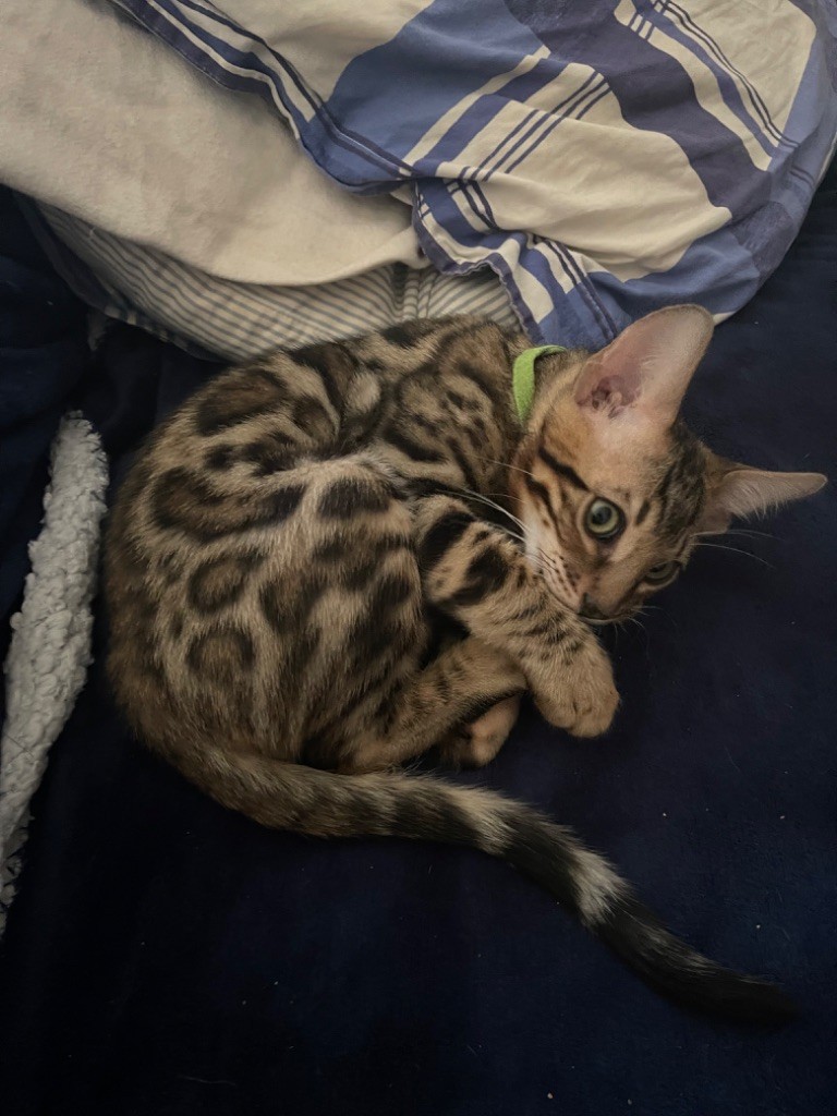 Tsar Du Shaquiri Bengal