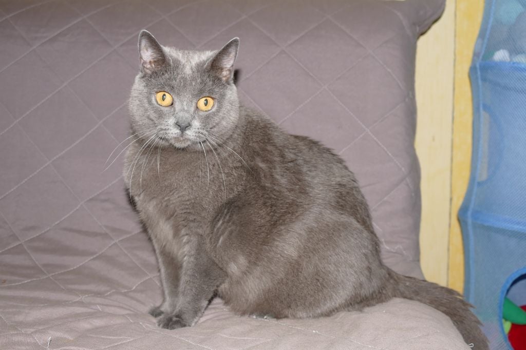 Chartreux - Hollywood Blue Girl Des Trois Sultanes