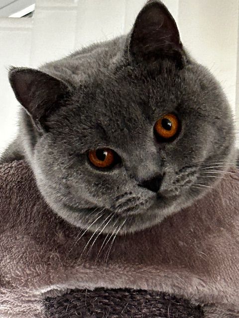 British Shorthair et Longhair - Ultime of dark shadow