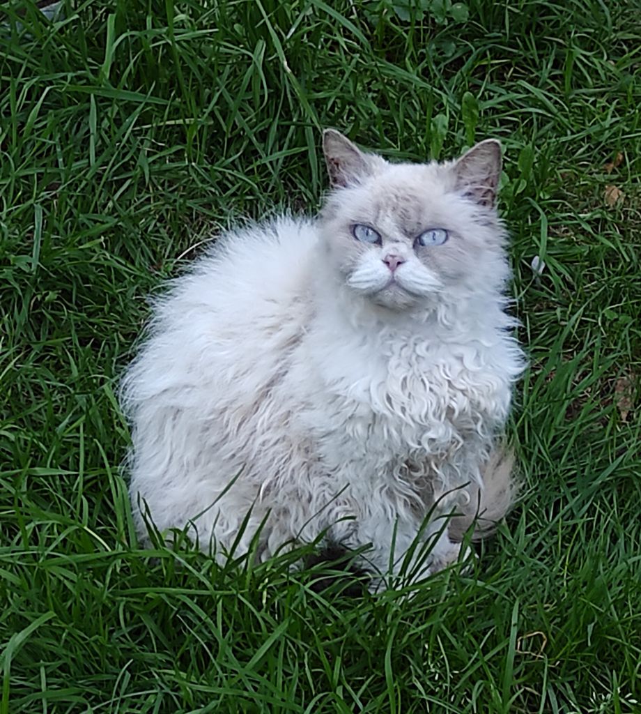 Les Selkirk Rex poil court et poil long de l'affixe De Goupil