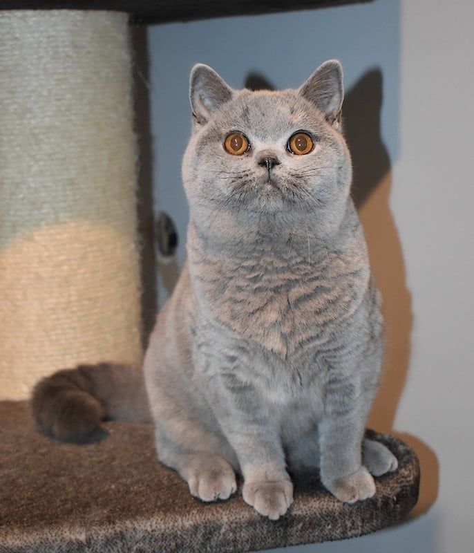 Les British Shorthair et Longhair de l'affixe De La Tribu D'Ozalée