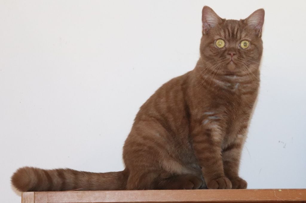 British Shorthair et Longhair - Temptation De La Hillane