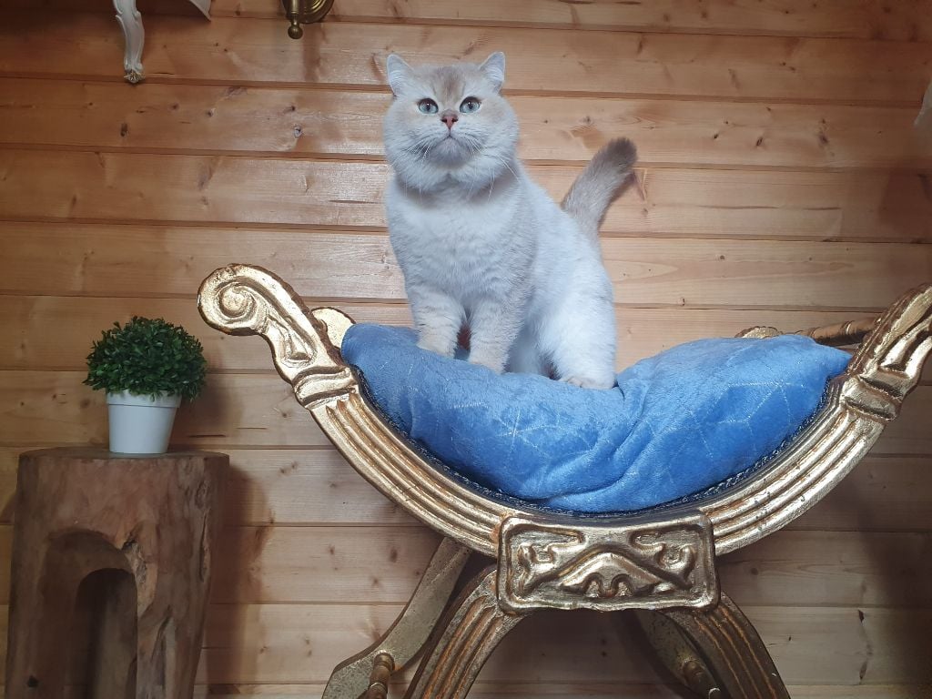 British Shorthair et Longhair - Lord byron of golden esperanza