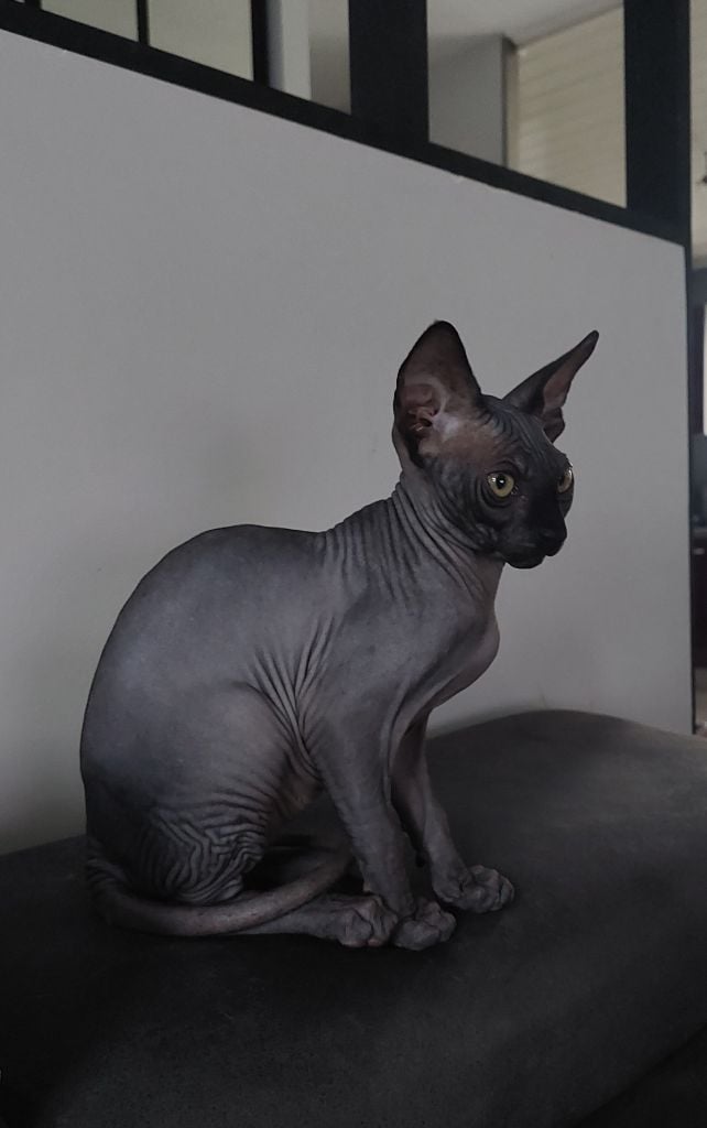 Les Sphynx de l'affixe Des 4 Legs Of Nath