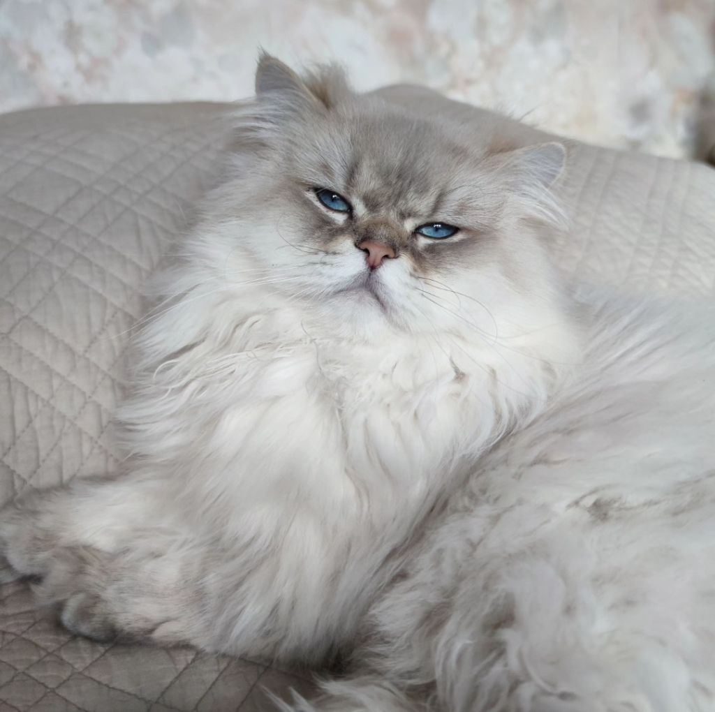 Les British Shorthair et Longhair de l'affixe De Lily's Tribe