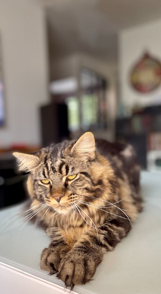 Maine Coon - Goran of kaprysowo