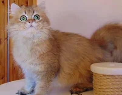 British Shorthair et Longhair - CH. Quendi golden gentle fur