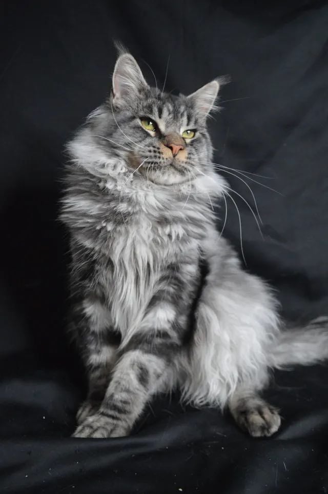 Maine Coon - Socrate de la bastide royale