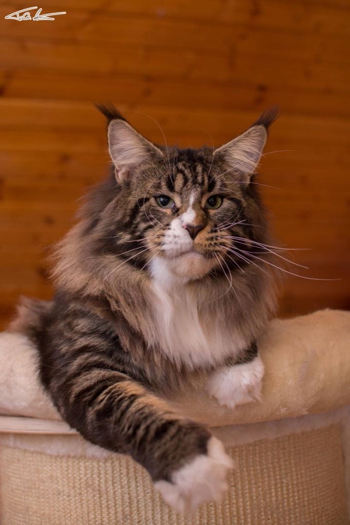 Maine Coon - CH. skysupernova Wolf rollo it*