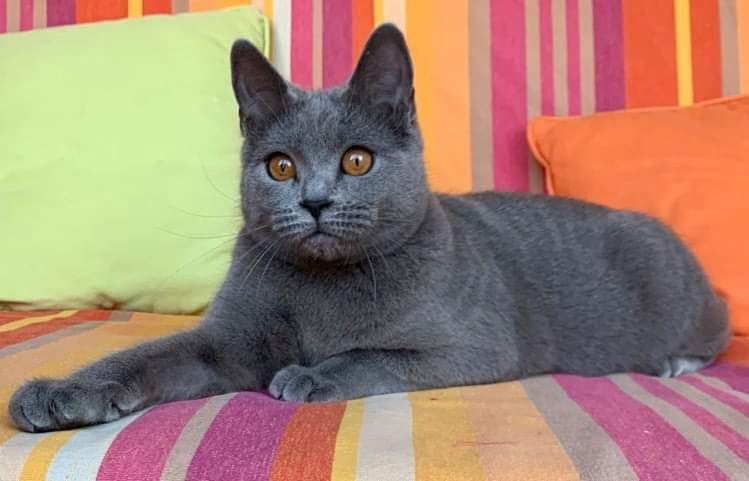 Pandora blue Du Bleu Chartreux