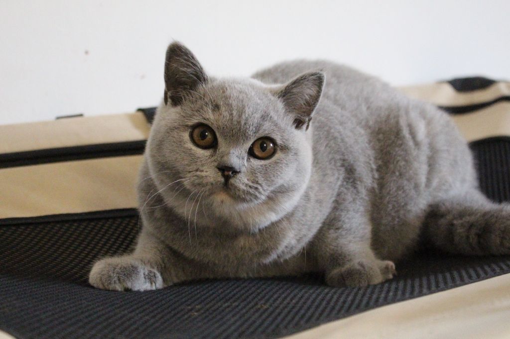 British Shorthair et Longhair - Mdg Utah