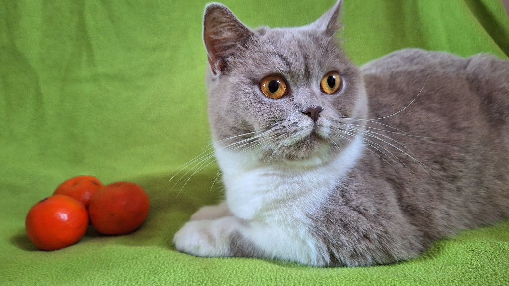 British Shorthair et Longhair - Triska de la suisse normande