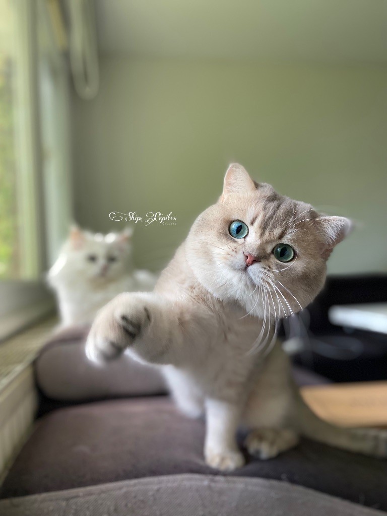 Les British Shorthair et Longhair de l'affixe shippépites