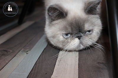 Exotic Shorthair - PrÃ©cieuse Des Bourgeons Bleus