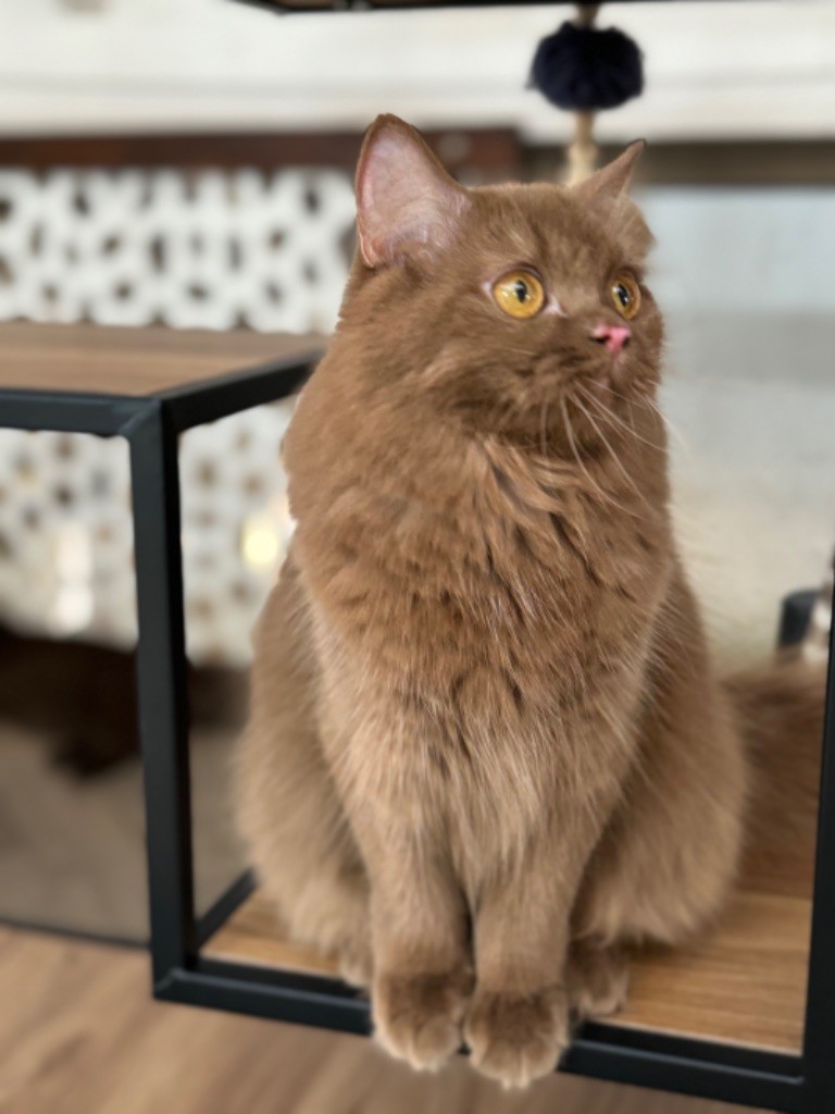 Les British Shorthair et Longhair de l'affixe Of Karaïb’islands