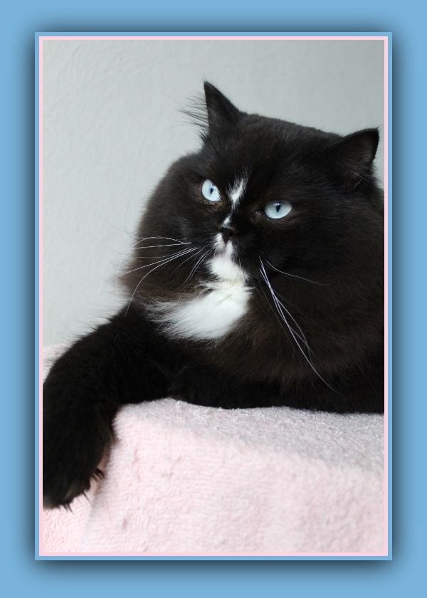 British Shorthair et Longhair - Heavenly eyes ultra black from sham