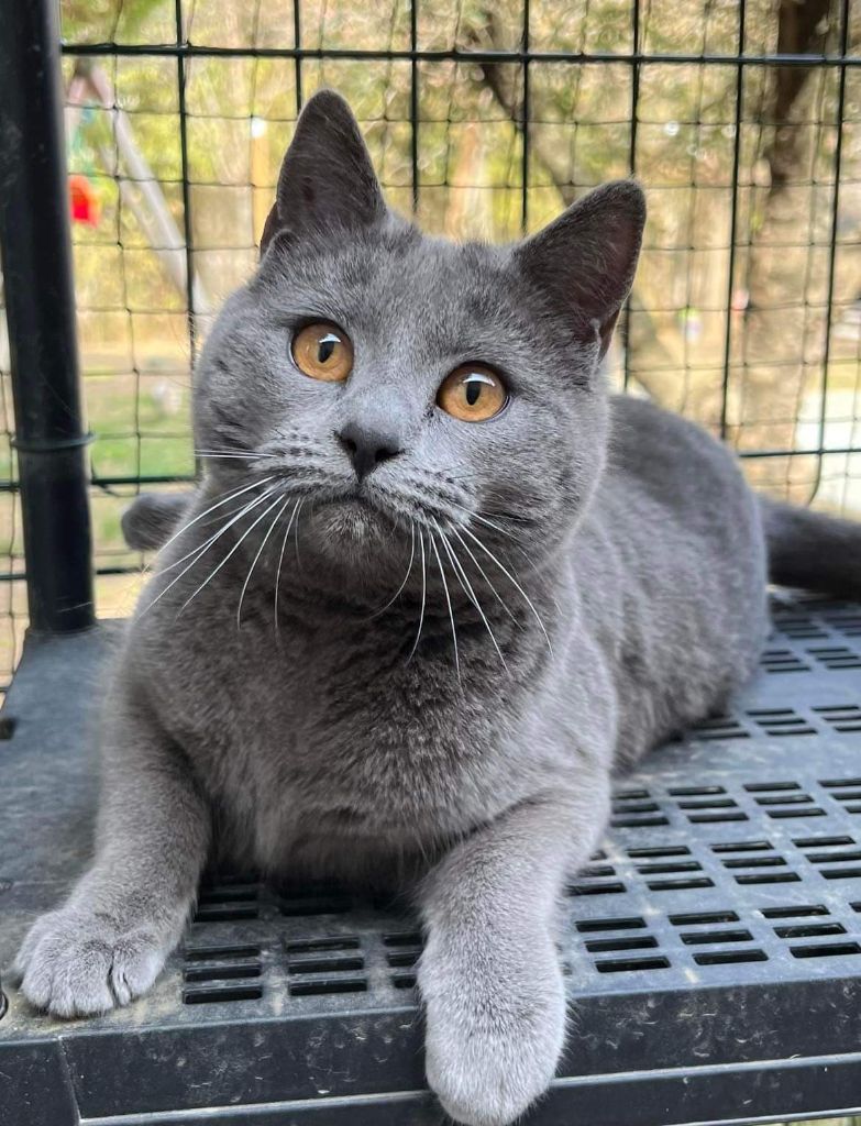 Reine bleue Du Bleu Chartreux