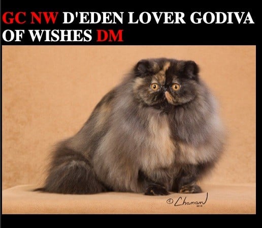 Exotic Shorthair - CH. d'eden lover H'godiva of Wishes