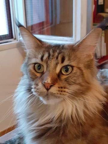 Maine Coon - Rabane de la croix d'ivalice