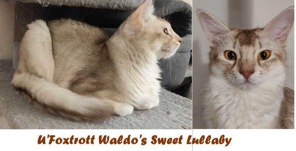 Somali - CH. U'foxtrott waldo's sweet lullaby