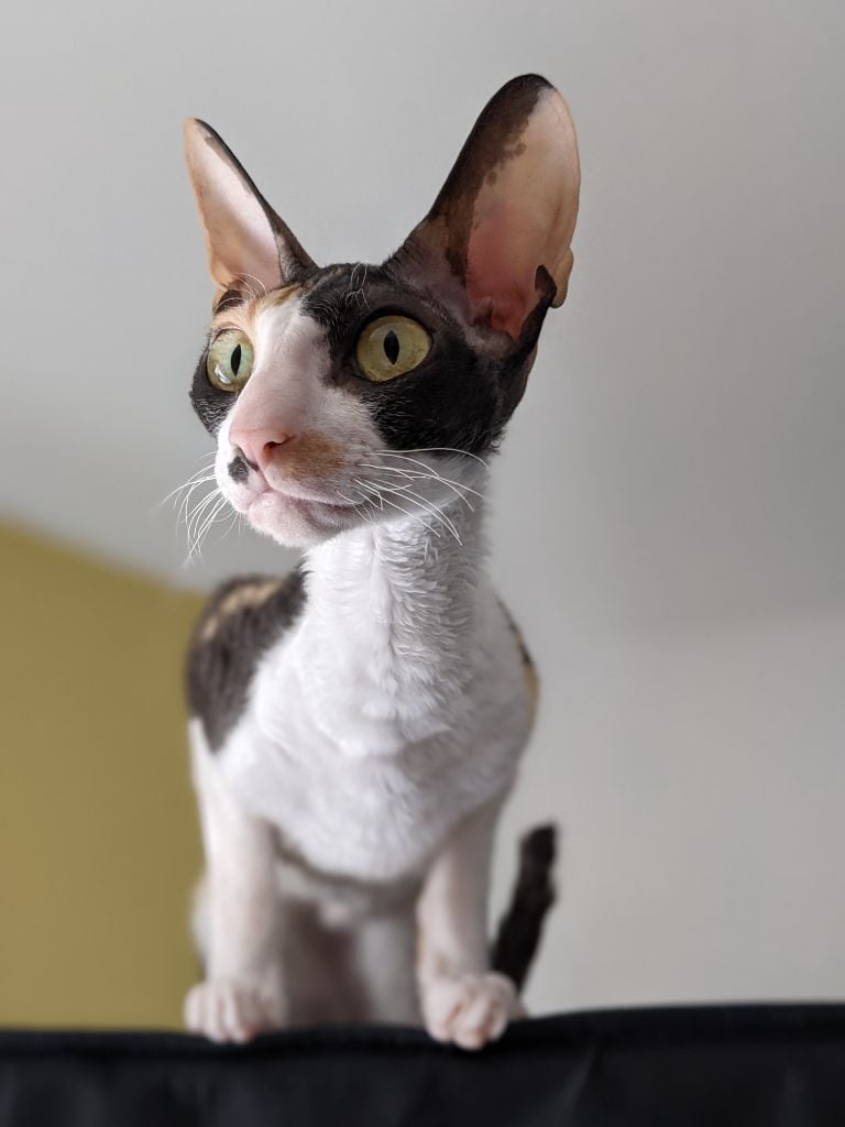 Cornish Rex - Padmee de thai-noy