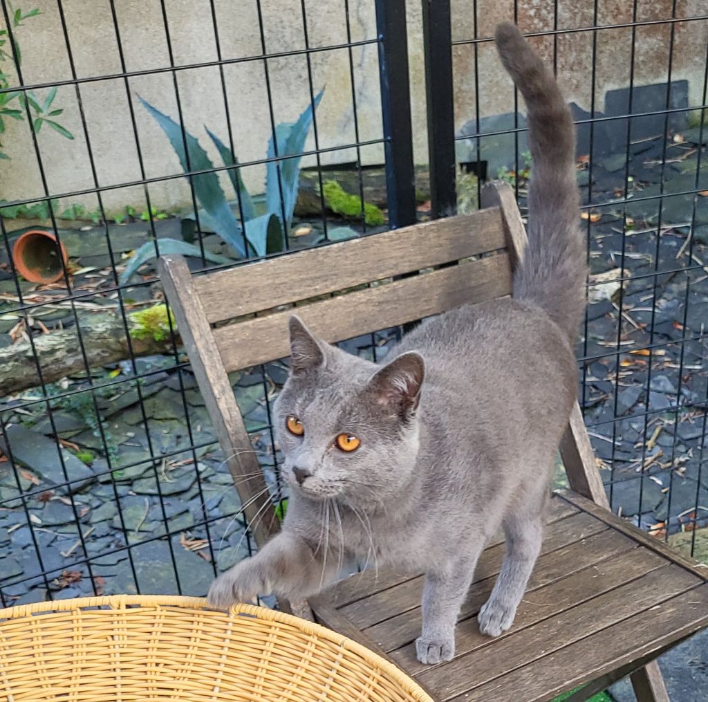 Chartreux - Uslo de l'étoile du cygne