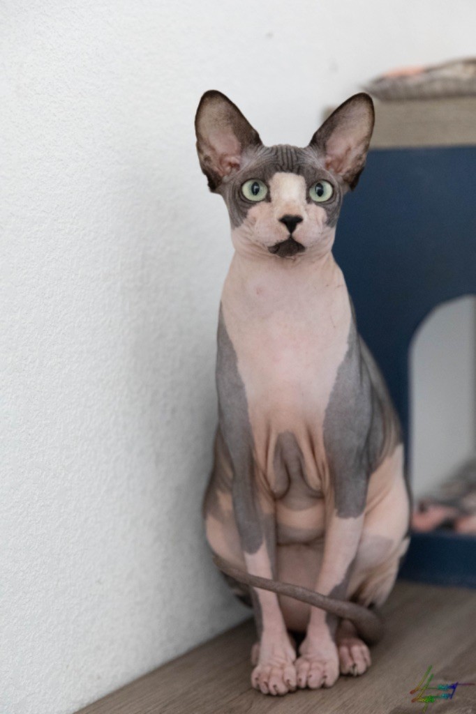 Sphynx - amalthia Chloé