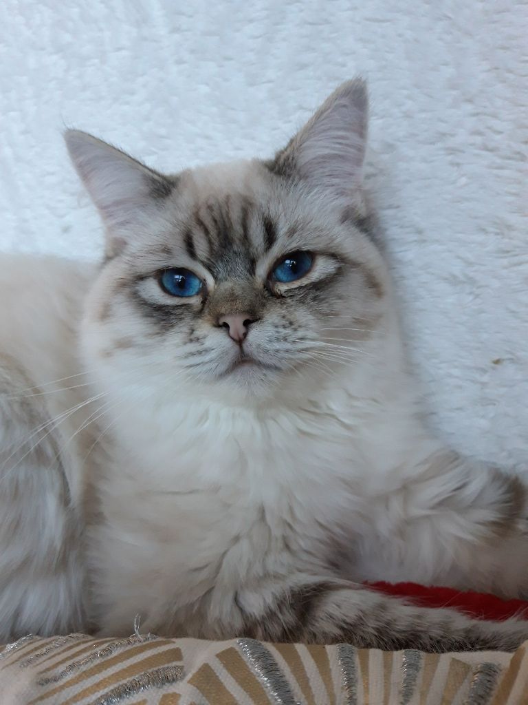 Ragdoll - CH. Unakani Du Tigre Doré