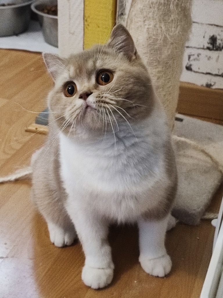 British Shorthair et Longhair - CH. So love Des Infiny Cheshire