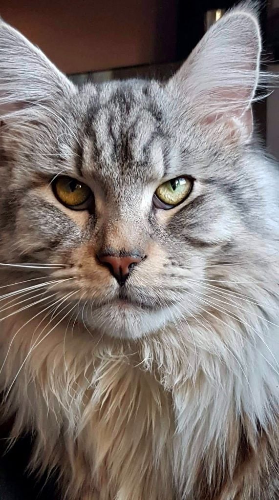 Maine Coon - Magnum Des Tresorsdesreines